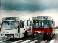 Jelcz M11 #439