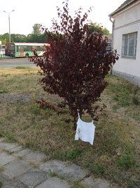 Dzie� Otwarty MZK Gorz�w i Zajezdni Wieprzyce